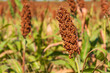 Millet or Sorghum an important cereal crop in field
