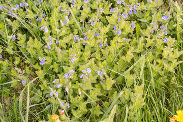 Veronica dubravnaya is a perennial herbaceous plant, a species of the genus Veronica of the Plantain family. In summer, beautiful little blue flowers bloomed in the clearing.