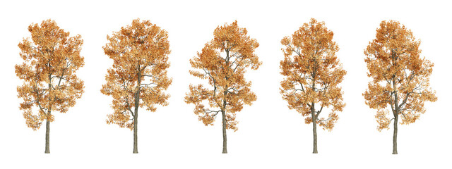 Autumn tree on transparent background, 3d render illustration.
