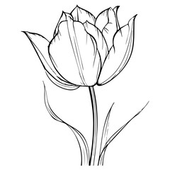 Wall Mural - Tulip flower, isolated on white background, vector illustration.