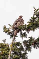 Wall Mural - Golden Eagle bird