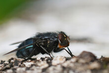 Closeup On An Orange-bearded Blue Bottlefly, Calliphora Vomitoria Sitting On Wood