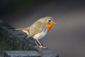 Aufkleber - A detailed close up portrait of a robin as it is perched on a metal railing. It is a side view on the bird with copy space