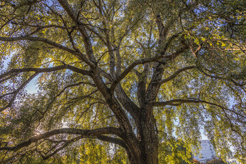 Poster - Old silver poplar tree in Warsaw, Poland