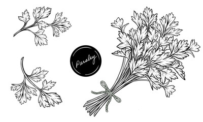 Set of parsley bunch tied with a ribbon hand drawn line art vector illustration