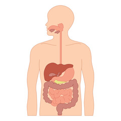 human digestive system diagram | science diagram for digestive system | human body | human organ | s