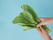 © Maule - hand holding Choy sum. green leafy vegetable commonly used in Chinese cuisine