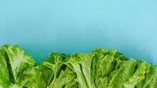 Fresh Lettuce Leaves With Copy Space Isolated On Blue Background. Health Background Concept