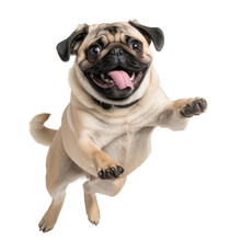 Happy Pug Dog Jumping, Transparent Background Png