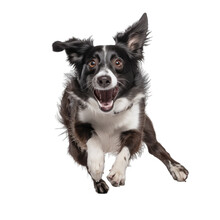 Happy Dog Jumping, Transparent Background Png