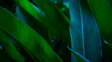 Banana Leaves,Tropical Leaves The Foliage In The Tropical Forest Is Refreshing,  Nature Background Dark Green, The Banana Leaves Have A Dark Dark Botanical Color, Vintage.