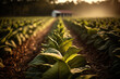 © Anna - A lush tobacco plantation