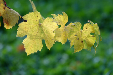 Poster - Weinblatt