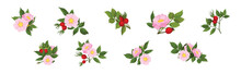 Tender Pink Flowers Of Rosa Canina Or Dog Rose Plant With Mature Red Rose Hips Vector Set