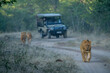 Lions walk down track away from jeep