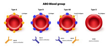 ABO Blood Group Types Vector. Types Of Blood (A, B, AB And O) Chart. Red Blood Cell, Antibodies In Plasma And Antigens.