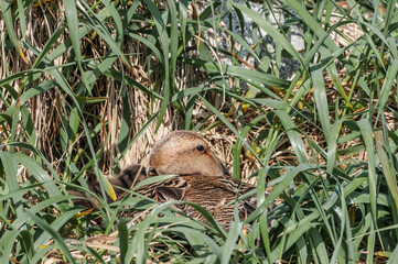 Wall Mural - Female of North Pacific Eider (Somateria mollissima v-nigrum) at nest in Chowiet Island, Semidi Islands, Alaska, USA