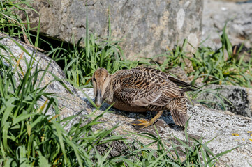 Wall Mural - Female of North Pacific Eider (Somateria mollissima v-nigrum) at Chowiet Island, Semidi Islands, Alaska, USA