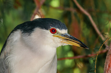 Wall Mural - Black-crowned Night-Herron (Nycticorax nycticorax) in arboretum, Los Angeles, California, USA