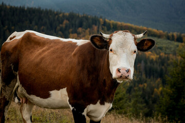 Close-up of a cow on a mountain pasture, healthy cow grazing