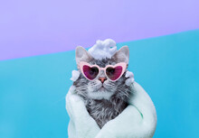 Cute Kitten In Funny Glasses After Bath Wrapped In Towel With Big Eyes. Just Washed Lovely Fluffy Cat With Soap Foam On His Head On Blue Background. Cat For Advertising Tape.