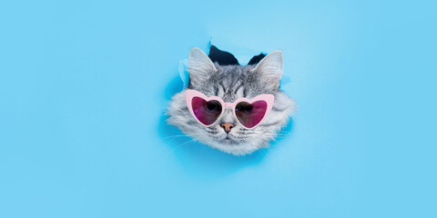 Smiling kitten in funny glasses on trendy blue background. Lovely gray cat climbs out of hole in colored background. Free space for text.