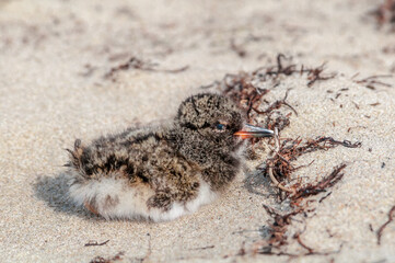 Wall Mural - Eurasian Oystercatcher (Haematopus ostralegus) chick in Barents Sea coastal area, Russia