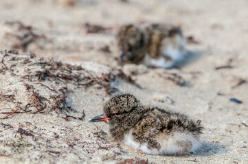 Wall Mural - Eurasian Oystercatcher (Haematopus ostralegus) chickS in Barents Sea coastal area, Russia