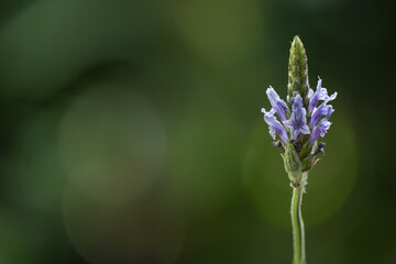 Lavender or spanish eyes lavender on nature background.