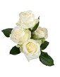 canvas print picture - White roses isolated on transparent