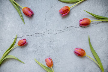 Wall Mural - frame with tulips on a stylish concrete gray background