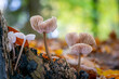Kleine Gruppe von Rübling Pilzen im Wald
