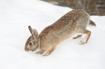 Wall Mural - An Eastern cottontail rabbit hopping along in the winter snow.