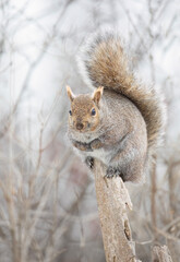 Canvas Print - Grey squirrel posing on a tree branch in winter near the Ottawa river in Canada