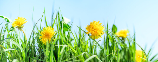 Wall Mural - green grass and wild flowers in field,  natural landscape background in spring