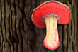 Red-belted conk (Fomitopsis pinicola) mushroom on a tree trunk. Generative Ai