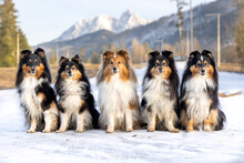 Cute, Fur Black White Tricolor Shetland Sheepdog, Small Collie  Outdoor Portrait On The Snow With Background Of  Beautiful Covered With Snow Mountains, Hills. Purebred Pet Shelties In The Nature