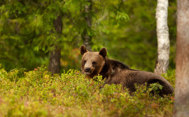 Wall Mural - close up of an eurasian brown bear in a forest