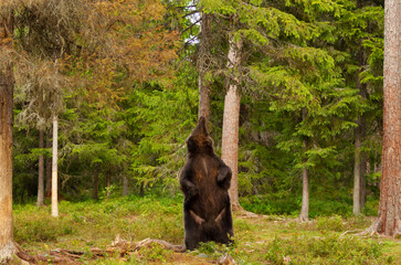 Wall Mural - eurasian brown bear standing on its rear legs and scratching back against tree