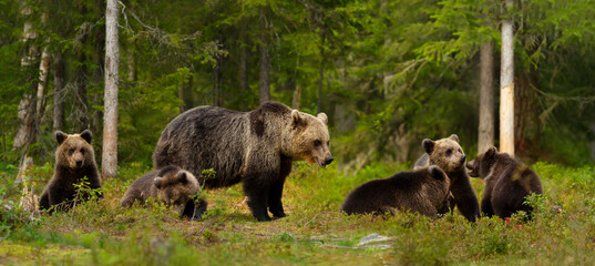 Wall Mural - mama bear and her cute cubs in a forest