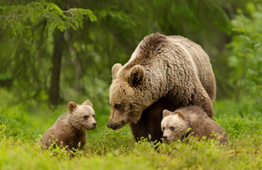 Wall Mural - mama bear and her cute cubs in a forest