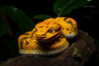 Dangerous, venomous snake coiled and ready to strike with poison, generative AI