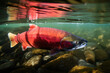 Wild salmon fish swimming in river water. generative AI