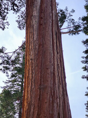 Winter Redwood Tree