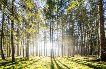 Wall Mural - Sun rays in the forest