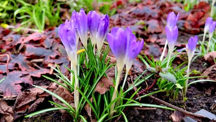 Wall Mural - Crocuses growing in spring garden.