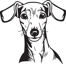 Italian Greyhound Dog Face Isolated On A White Background, SVG, Vector, Illustration.	