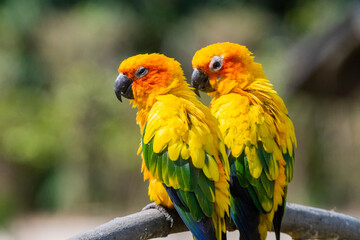 Wall Mural - Sun Conure parrot in Chandigarh bird park