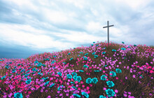 Beautiful Flowers With Cross