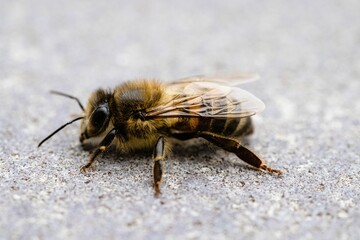 Poster - Macro shot of an Africanized bee on rocky surface